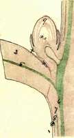 An illustration from Methods in microscopial research; vegetable histology (1905)