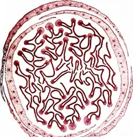 An illustration from Methods in microscopial research; vegetable histology (1905)