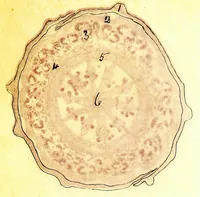 An illustration from Methods in microscopial research; vegetable histology (1905)