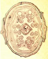 An illustration from Methods in microscopial research; vegetable histology (1905)