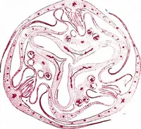 Picture 112 of 151 from Methods in microscopial research; vegetable histology (1905), leaf 172