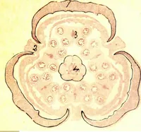 An illustration from Methods in microscopial research; vegetable histology (1905)