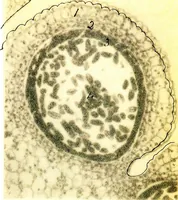 An illustration from Methods in microscopial research; vegetable histology (1905)