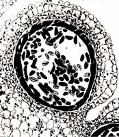 Picture 116 of 151 from Methods in microscopial research; vegetable histology (1905), leaf 178