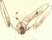 An illustration from Methods in microscopial research; vegetable histology (1905)