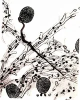 An illustration from Methods in microscopial research; vegetable histology (1905)