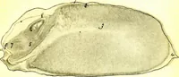 An illustration from Methods in microscopial research; vegetable histology (1905)