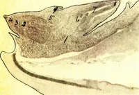 An illustration from Methods in microscopial research; vegetable histology (1905)