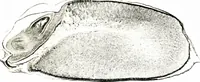 An illustration from Methods in microscopial research; vegetable histology (1905)