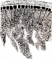 An illustration from Methods in microscopial research; vegetable histology (1905)