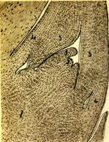 An illustration from Methods in microscopial research; vegetable histology (1905)