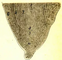 An illustration from Methods in microscopial research; vegetable histology (1905)