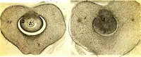 Picture 127 of 151 from Methods in microscopial research; vegetable histology (1905), leaf 194