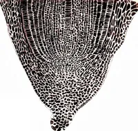 Picture 128 of 151 from Methods in microscopial research; vegetable histology (1905), leaf 196
