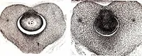 An illustration from Methods in microscopial research; vegetable histology (1905)
