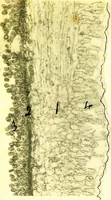 An illustration from Methods in microscopial research; vegetable histology (1905)