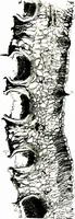An illustration from Methods in microscopial research; vegetable histology (1905)