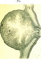 An illustration from Methods in microscopial research; vegetable histology (1905)