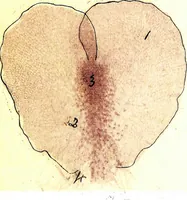 Picture 136 of 151 from Methods in microscopial research; vegetable histology (1905), leaf 206