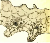 An illustration from Methods in microscopial research; vegetable histology (1905)