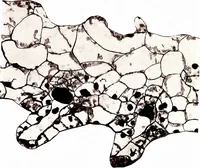An illustration from Methods in microscopial research; vegetable histology (1905)
