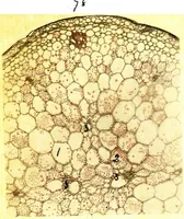 An illustration from Methods in microscopial research; vegetable histology (1905)
