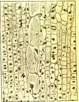 An illustration from Methods in microscopial research; vegetable histology (1905)