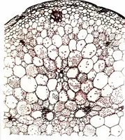 An illustration from Methods in microscopial research; vegetable histology (1905)