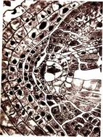 An illustration from Methods in microscopial research; vegetable histology (1905)