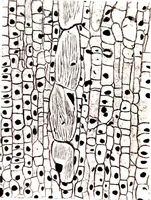 An illustration from Methods in microscopial research; vegetable histology (1905)