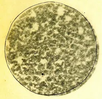 An illustration from Methods in microscopial research; vegetable histology (1905)