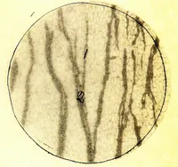 An illustration from Methods in microscopial research; vegetable histology (1905)