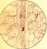 An illustration from Methods in microscopial research; vegetable histology (1905)