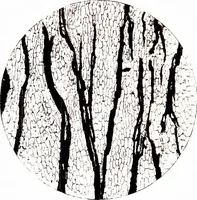 An illustration from Methods in microscopial research; vegetable histology (1905)