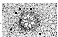 An illustration from Methods in microscopial research; vegetable histology (1905)