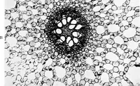 An illustration from Methods in microscopial research; vegetable histology (1905)