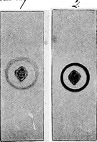 An illustration from Methods in microscopial research; vegetable histology (1905)