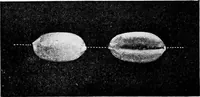 An illustration from Methods in microscopial research; vegetable histology (1905)