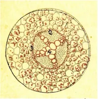 An illustration from Methods in microscopial research; vegetable histology (1905)