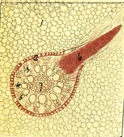 An illustration from Methods in microscopial research; vegetable histology (1905)