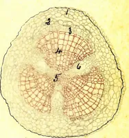 An illustration from Methods in microscopial research; vegetable histology (1905)