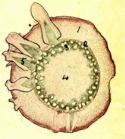 An illustration from Methods in microscopial research; vegetable histology (1905)