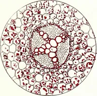 Picture 35 of 151 from Methods in microscopial research; vegetable histology (1905), leaf 88