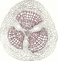 An illustration from Methods in microscopial research; vegetable histology (1905)