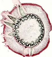 Picture 37 of 151 from Methods in microscopial research; vegetable histology (1905), leaf 88