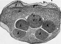 An illustration from Methods in microscopial research; vegetable histology (1905)