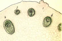 Picture 40 of 151 from Methods in microscopial research; vegetable histology (1905), leaf 98