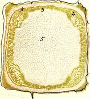 Picture 41 of 151 from Methods in microscopial research; vegetable histology (1905), leaf 98