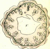 An illustration from Methods in microscopial research; vegetable histology (1905)