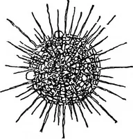 An illustration from The microscope; a simple handbook (1921)